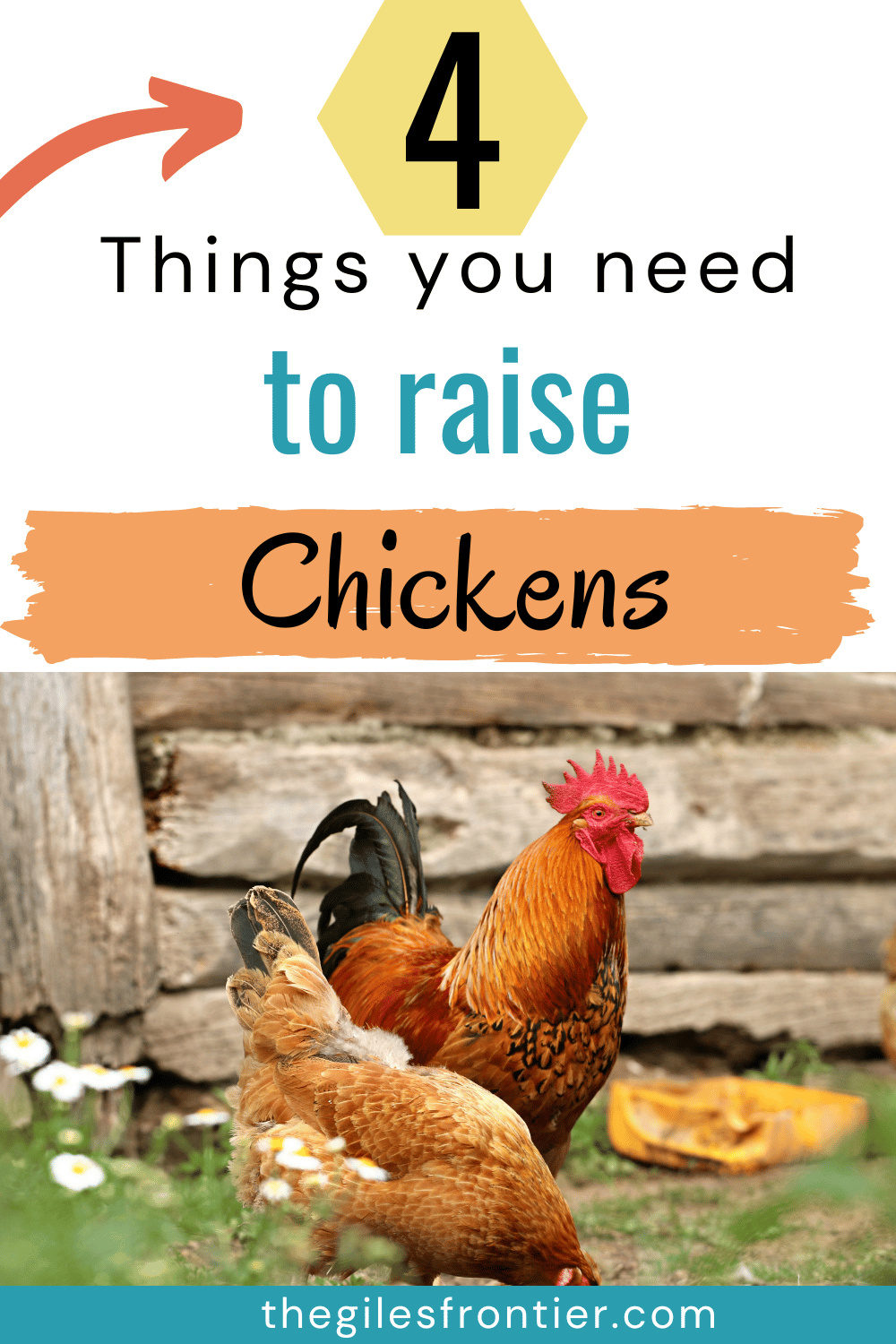 Backyard Chickens 4 Basic Needs